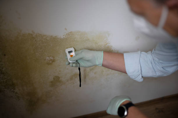 Trusted Duquesne, PA Mold Removal Experts