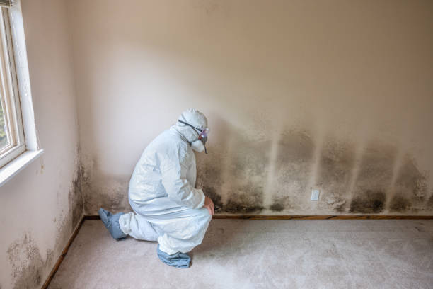 Mold Testing and Removal in Duquesne, PA